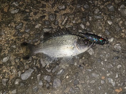 オオクチユゴイの釣果