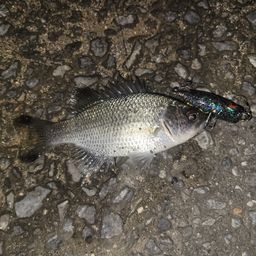 オオクチユゴイ