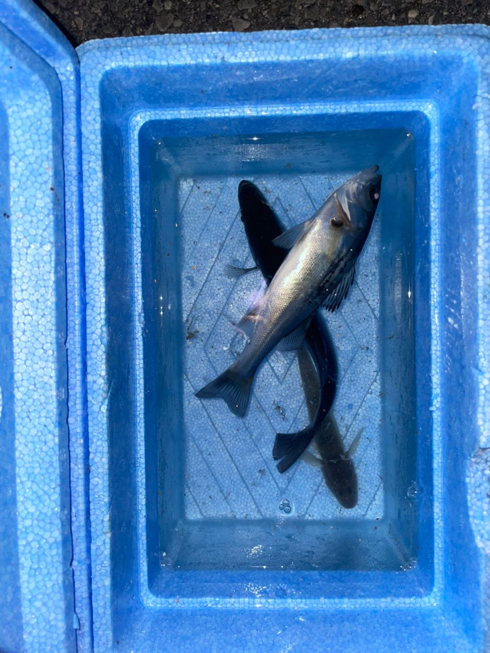 セイゴ（マルスズキ）