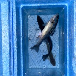 セイゴ（マルスズキ）