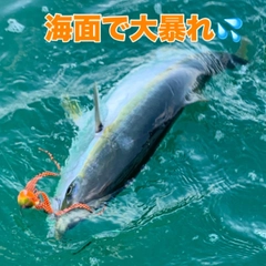 ブリの釣果