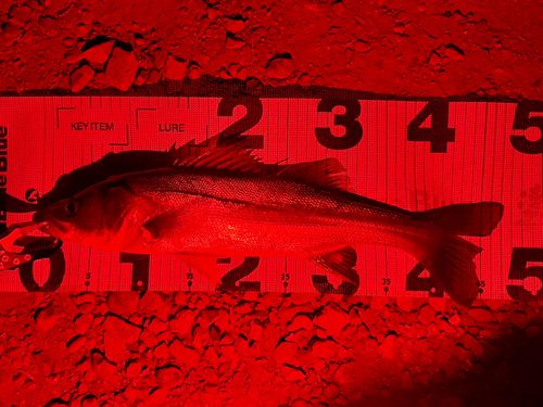 フッコ（マルスズキ）の釣果