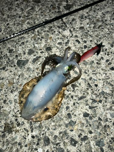 アジュール舞子