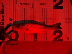 セイゴ（マルスズキ）の釣果