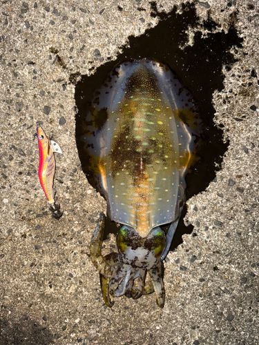 アオリイカの釣果