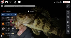 ベッコウゾイの釣果