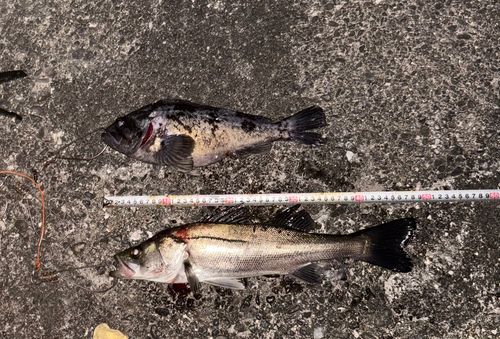 シーバスの釣果