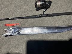 タチウオの釣果