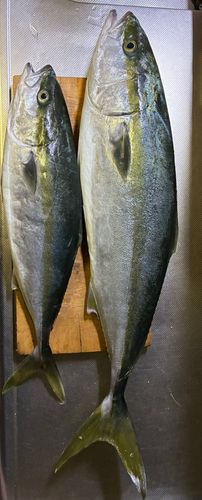 ハマチの釣果