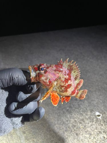 ヨロイメバルの釣果