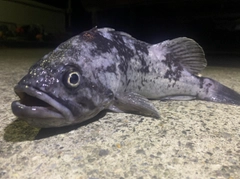 クロソイの釣果