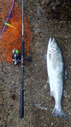 サクラマスの釣果