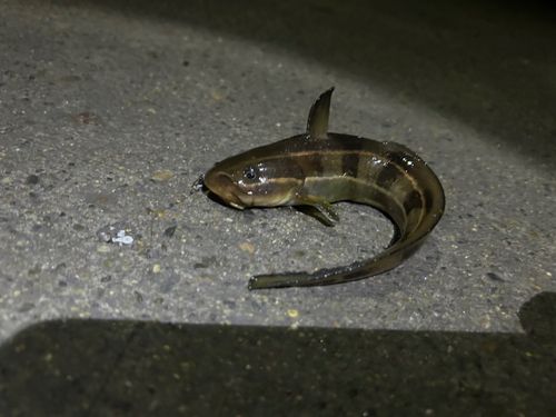 ゴンズイの釣果