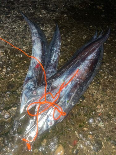 タチウオの釣果