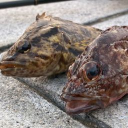 タケノコメバル