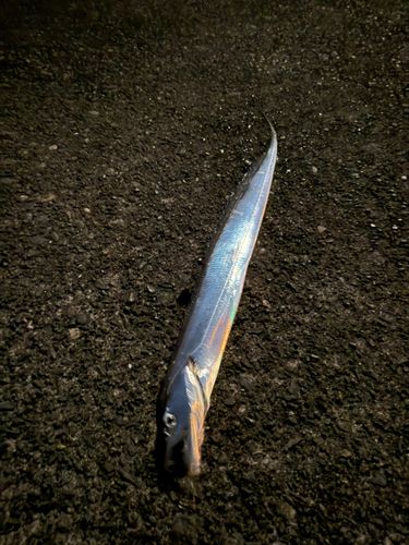 タチウオの釣果