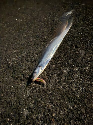 タチウオの釣果