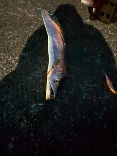 タチウオの釣果