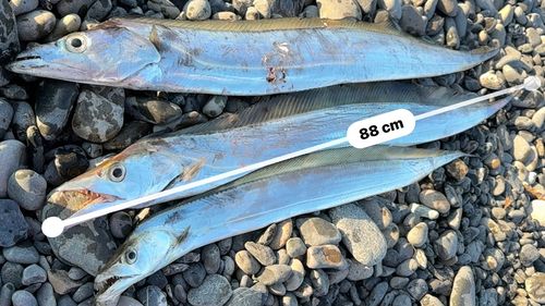 タチウオの釣果