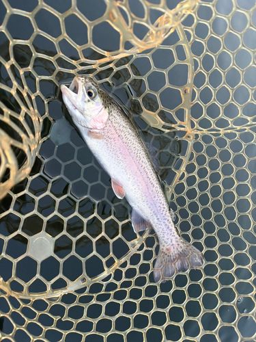 レインボートラウトの釣果