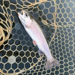 レインボートラウト