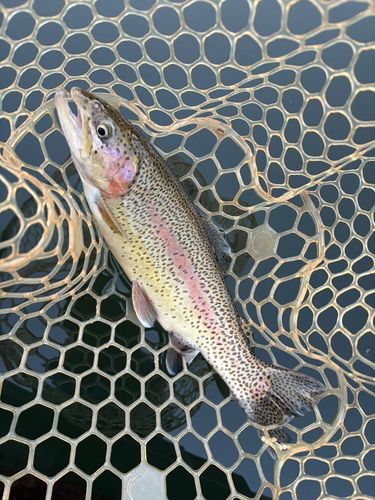 レインボートラウトの釣果