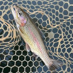 レインボートラウト