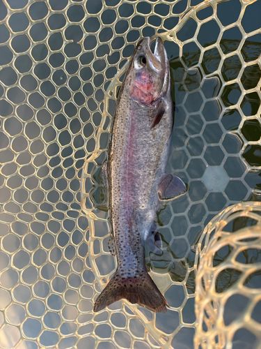 レインボートラウトの釣果