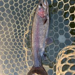 レインボートラウト