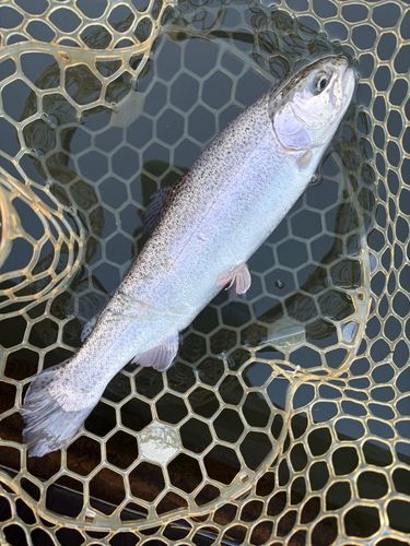 レインボートラウトの釣果
