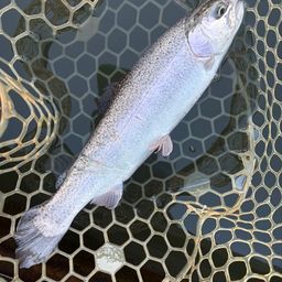 レインボートラウト