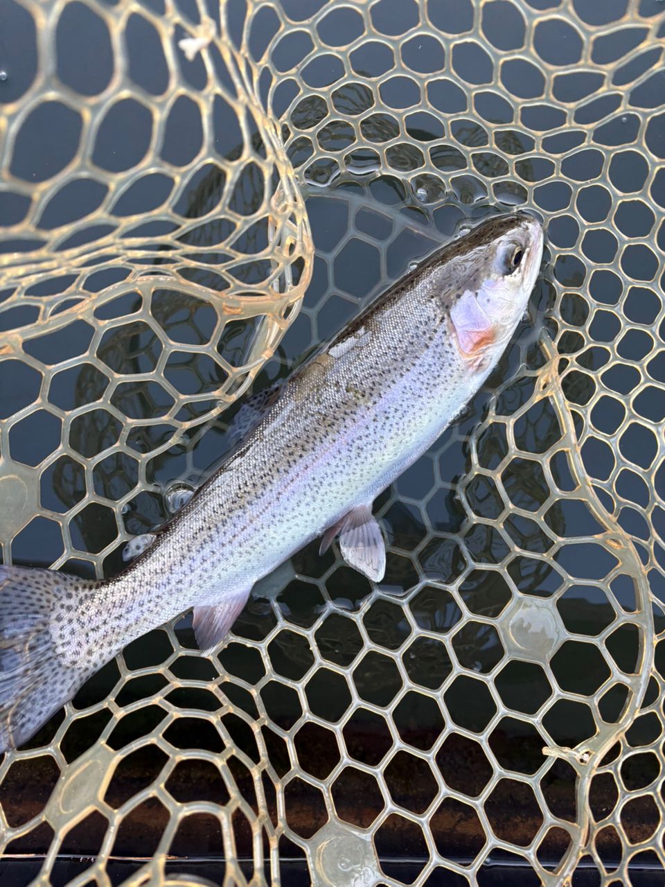 レインボートラウト