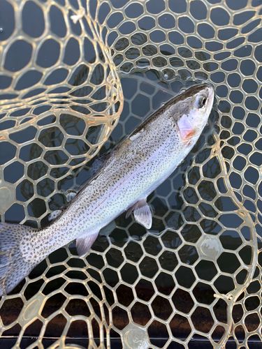 レインボートラウトの釣果