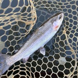 レインボートラウト