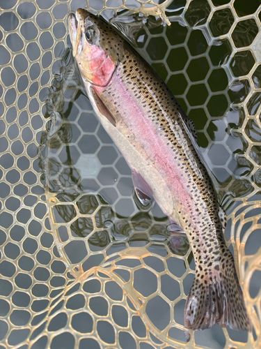 レインボートラウトの釣果
