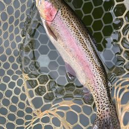 レインボートラウト