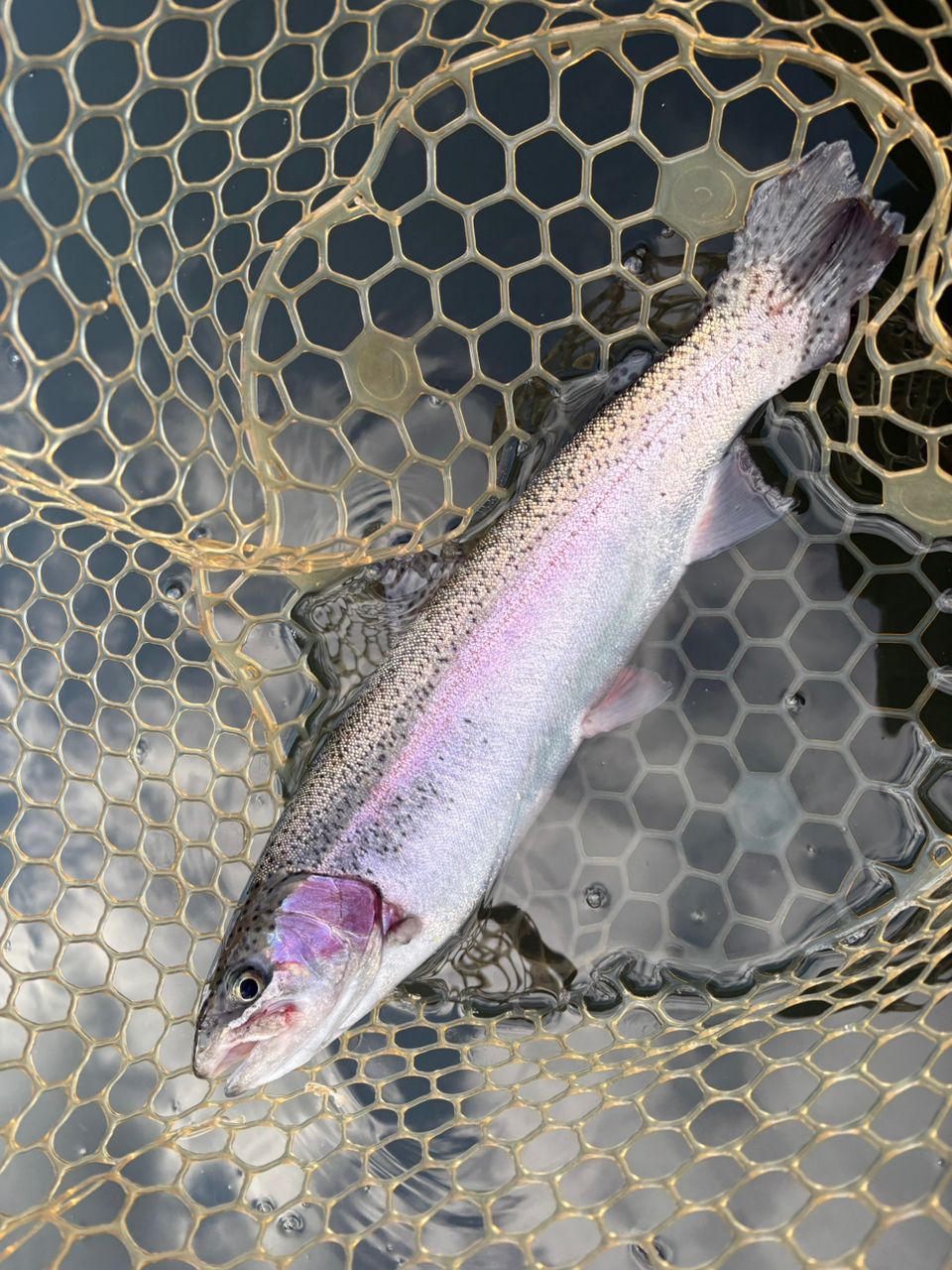 レインボートラウト