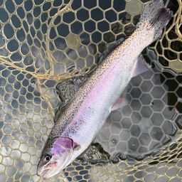 レインボートラウト