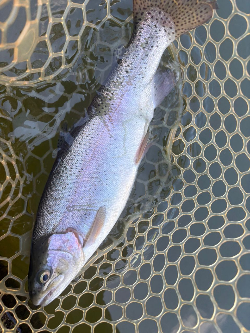 レインボートラウト