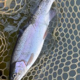 レインボートラウト