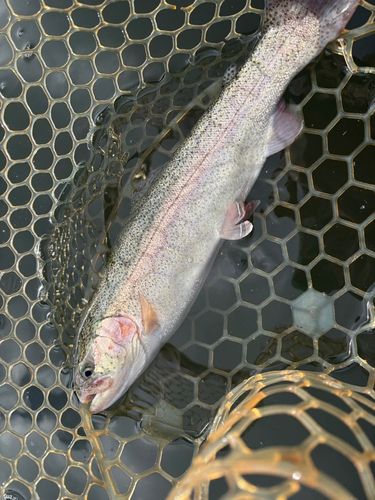 レインボートラウトの釣果