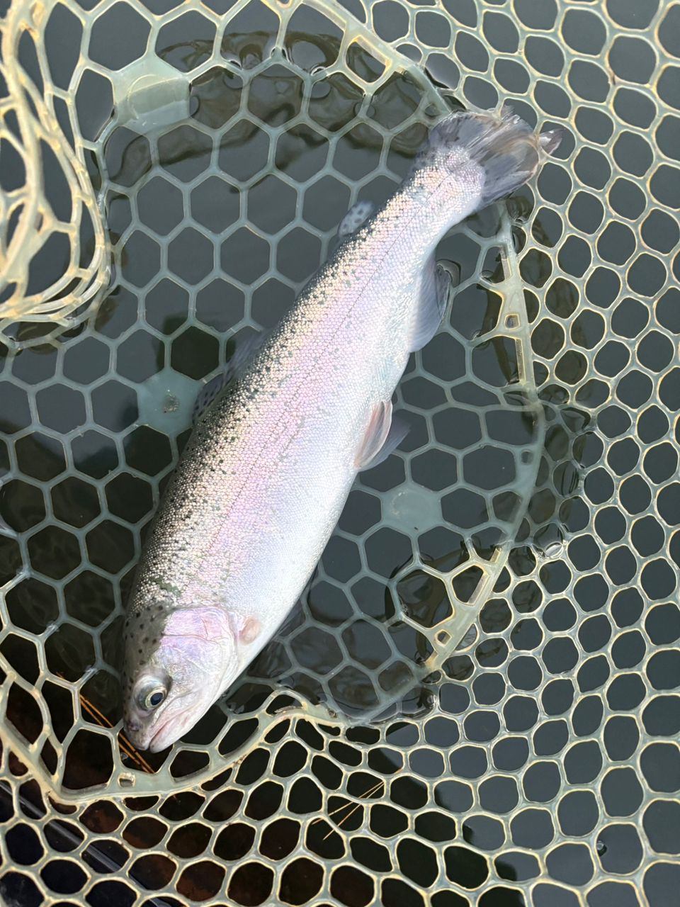 レインボートラウト