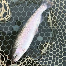 レインボートラウト