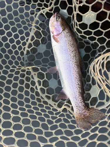 レインボートラウトの釣果