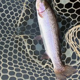 レインボートラウト