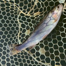 レインボートラウト