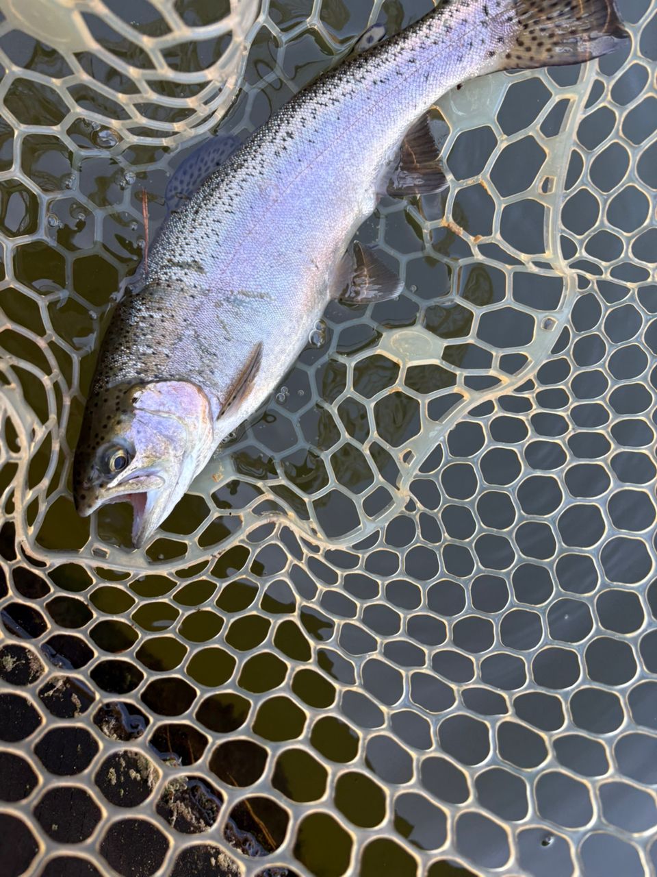 レインボートラウト