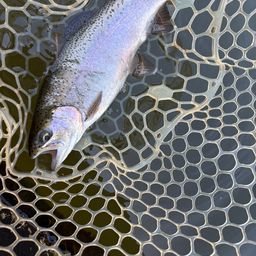 レインボートラウト