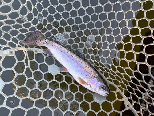 レインボートラウトの釣果
