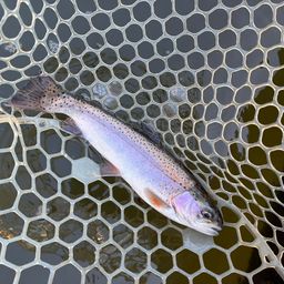 レインボートラウト